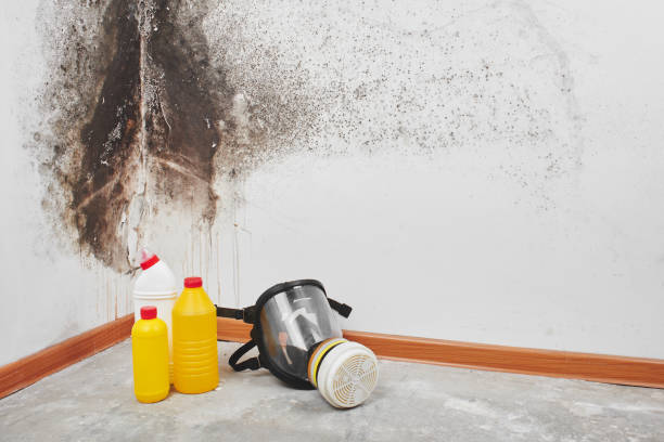 Best Commercial Mold Removal  in Pasadena, TX