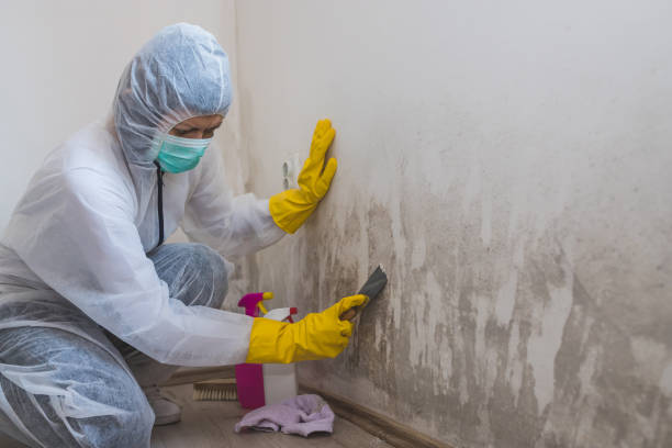 Attic Mold Removal in Pasadena, TX