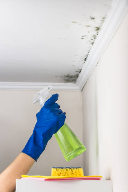 Best Mold Inspection  in Pasadena, TX