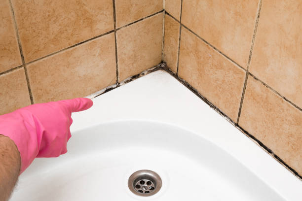 Best Local Mold Removal Service  in Pasadena, TX